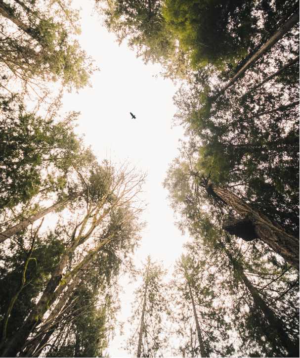An image looking up at the sky as an eagle flies overhead an old growth forest.