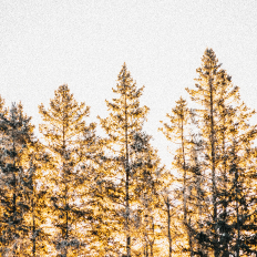 Forest glowing yellow at sunrise